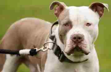 O cão que foi banido do Reino Unido após uma série de ataques fatais